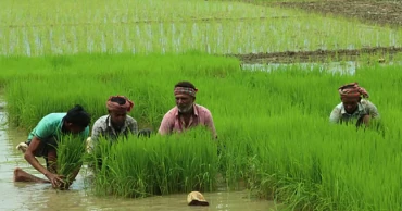 Northern reguion farmers pin hopes on Aman harvest amid favourable weather