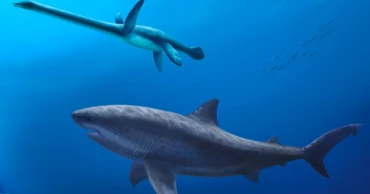 Before megalodon, giant shark dominated ancient Australian seas