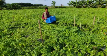Safe vegetables, but where is the fair price?