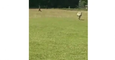 BSF assaults two Bangladeshis and takes away their cows in Patgram