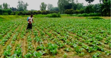 Early winter vegetables bring new hopes to northern farmers