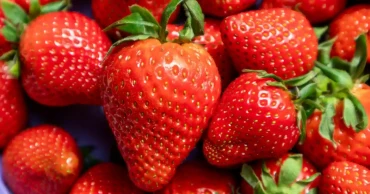 DNA ‘time stamps’ uncover surprising evolutionary history of strawberry
