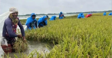 Tk 200cr paddy damaged as floods devastate Sunamganj haors