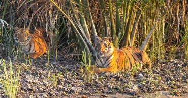 To Save Tigers in Bangladesh, Deer Farming Must End