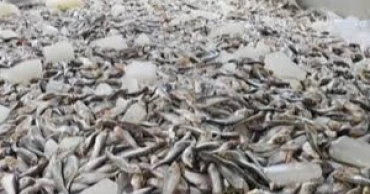 Power outage not cause of mass fish deaths in Jashore: Probe