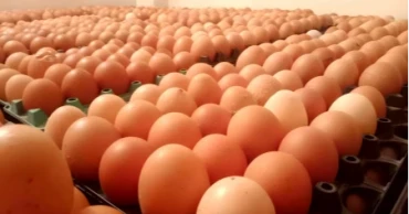 Government okays import of 4.0 crore more eggs to keep market stable