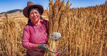 Ancient grains not necessarily healthier than modern ones, say scientists
