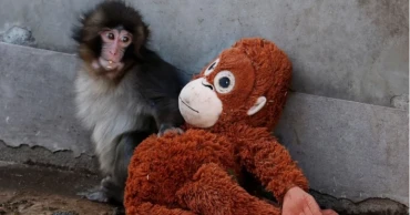 Viral baby monkey ‘Punch’ draws huge crowds at Japan zoo