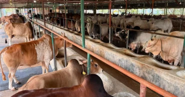 Feni farmers battle odds to raise livestock ahead of Eid-ul-Azha