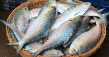 Hilsa export to India begins; 1,200mt approved for Durga Puja
