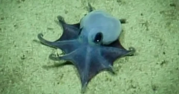 New deep-sea blue octopus species identified off Galápagos Islands