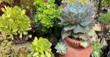 Strawberry pots double as space-saving planters for eye-catching plant displays