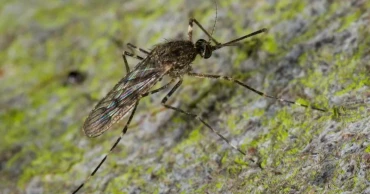 Mosquitoes spotted in Iceland for first time following record-breaking heat