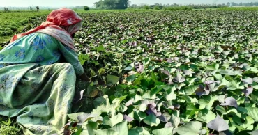 Japanese Okinawa sweet potato brings new hope to farmers in Brahmanbaria