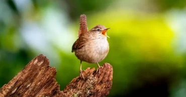 Scientists identify eight basic sound patterns behind birdsong diversity