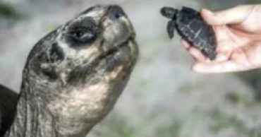 Galapagos tortoise turns 135 and celebrates first Father’s Day at Zoo Miami