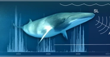 Low-cost AI system listens to whales using earthquake monitoring gear