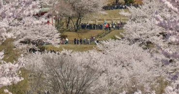 Japanese town struggles with crowds visiting cherry blossoms and Mount Fuji