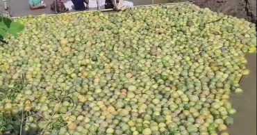 Floating pomelos of the hills: A unique blend of nature, tradition and innovation