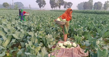 How a bountiful harvest can end up hurting farmers