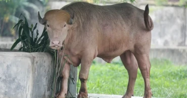 Buffalo named after Trump now drawing Eid crowds at National Zoo