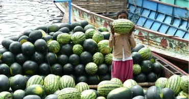 Satkhira farmers turn to off-season watermelon for higher profits