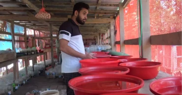 From hobby to livelihood: Patuakhali youth makes over Tk 100,000 a month from ornamental fish