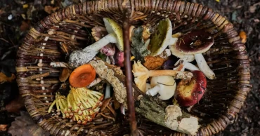 Mushroom hunting makes a comeback in Germany as city dwellers join age-old forest tradition