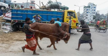 93.67 lakh animals sacrificed during Eid-ul Azha: Tuku
