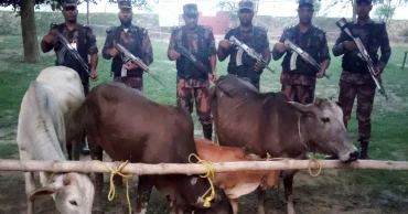 4 Indian cattle seized at Chapainawabganj border