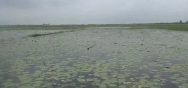 Torrential rain, waterlogging cause extensive damage to Aush paddy in Narail