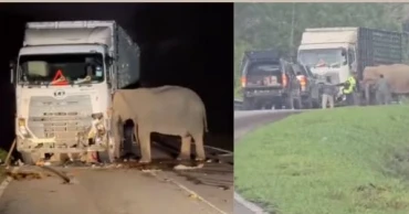 Grieving mother elephant stands watch for hours after calf crushed by truck