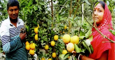 Pirojpur farmer turns citrus farming into a success story