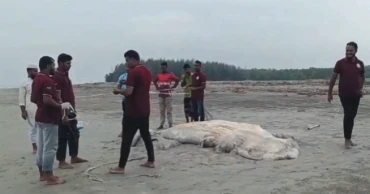 Another dead whale washed ashore on Kuakata beach