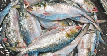 22-day hilsa fishing ban to begin Friday midnight