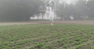 Cold wave disrupts life, livelihoods across northern Bangladesh