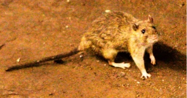 What to know about hantavirus as cruise ship outbreak raises concern