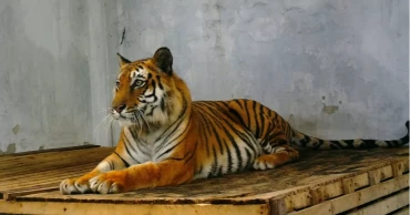 Tiger rescued from poachers’ snare set to return to Sundarbans