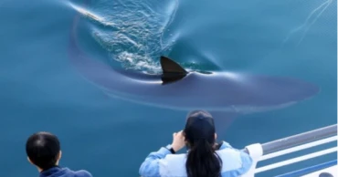 South Korean city seeks new plan to rescue shark trapped in canal