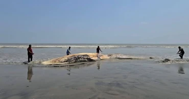 Whale carcass spotted in deep waters off Kuakata coast