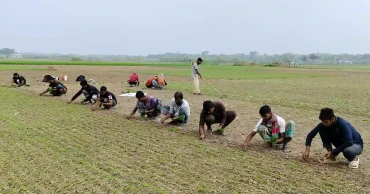 Fertiliser crunch threatens Kushtia’s onion boom despite high prices