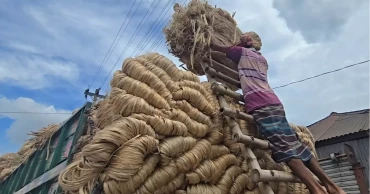Farmers worry over fair price despite good jute yield in Faridpur