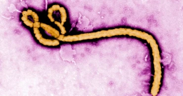 Ebola outbreaks: a look at major incidents and how the virus was first discovered
