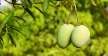 Rajshahi sets May 15 for start of mango harvesting