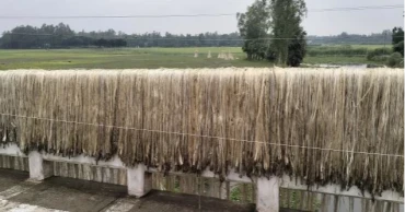 Bumper jute harvest, higher prices bring smiles to Sharsha farmers