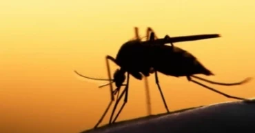 10 more dengue cases reported in 24hrs