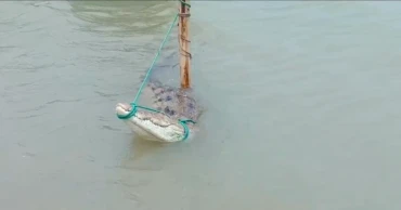 Crocodile caught in fishing gear sparks curiosity in Faridpur