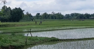 BGB stops BSF bid to install cement posts near Patgram border