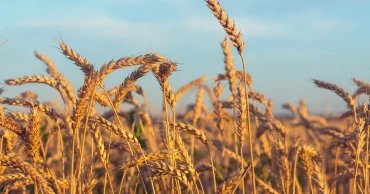 Bangladesh to double wheat imports amid global supply challenges