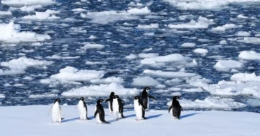 Photos reveal thriving wildlife in Antarctica amid rising climate risks